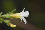 Branched hedgehyssop